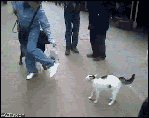 GATICOS Cat_vs_Rottweiler
