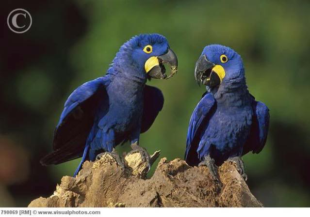 Allerlei  dierfoto's Hyacinth_Macaw_Anodorhynchus_hyacinthinus_pair_790069