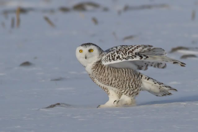 een uiltje meer of minder Snowy_owl-5