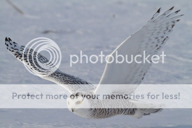 een uiltje meer of minder Snowy_owl-7