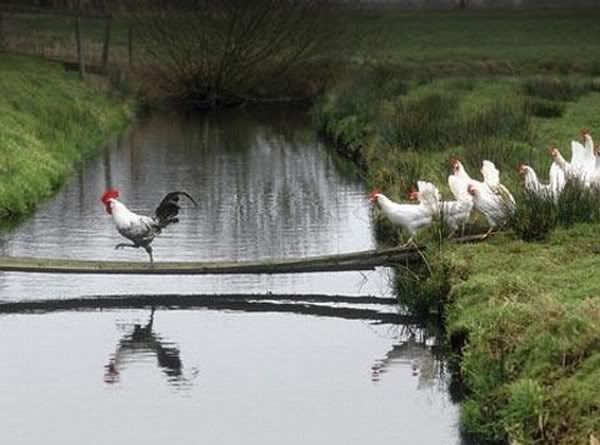 als de haan ... Funny-cock