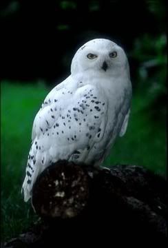 een uiltje meer of minder Snowy-owl