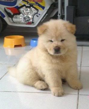 Chow Chow For Sale (Now accepting reservation) 12-3