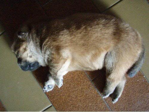 Chow Chow For Sale (Now accepting reservation) 123hz3-1