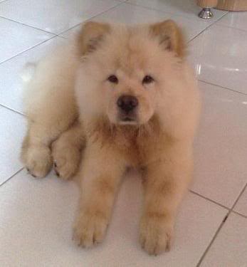 Chow Chow For Sale (Now accepting reservation) 14