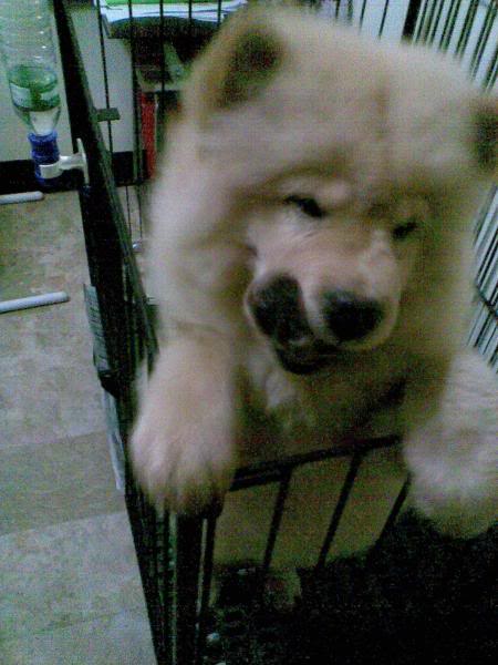 Chow Chow For Sale (Now accepting reservation) 1_301644614l