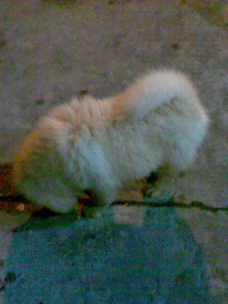 Chow Chow For Sale (Now accepting reservation) 1_908309741l