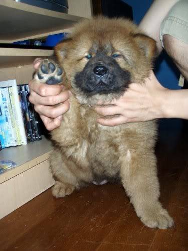 Chow Chow For Sale (Now accepting reservation) P2240883