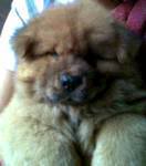 Chow Chow For Sale (Now accepting reservation) Tn