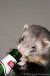 Giggles the Ferret Gigglesbeer