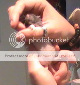 13 bébé rats a donner! COVOIT PREVU  DANS 15JR SUR MARSEILLE PIC_0242