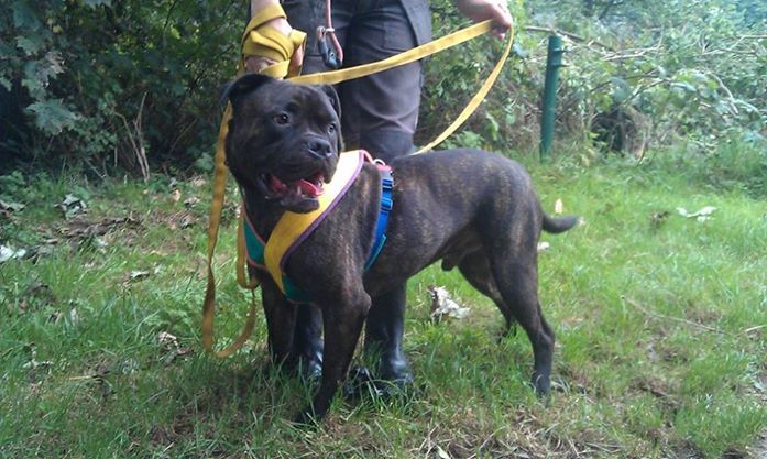 Froggie - Mastiff x - Looking for a Home!  Froggie_zps634959a9