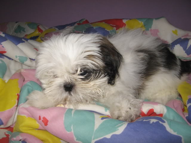 Duna, una shih tzu muy especial para mi Imagen186