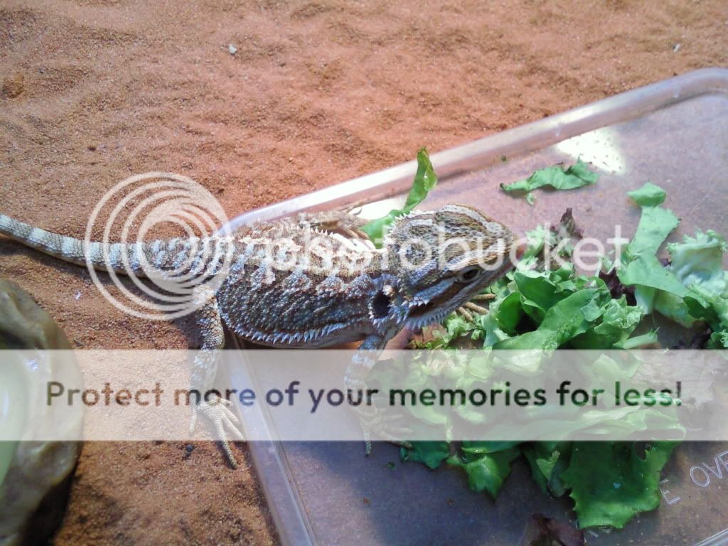 My ACE Reptiles =D Photo031