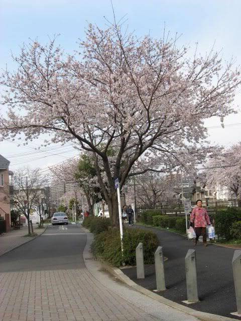 ume, kien me tira un cable??? Sakura006-29-03-2008