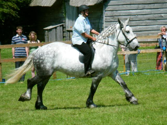 Percheron PerRidden