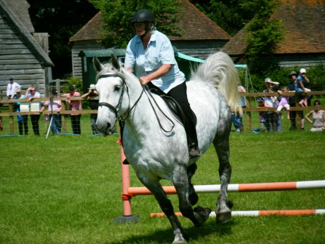 Percheron Perjump