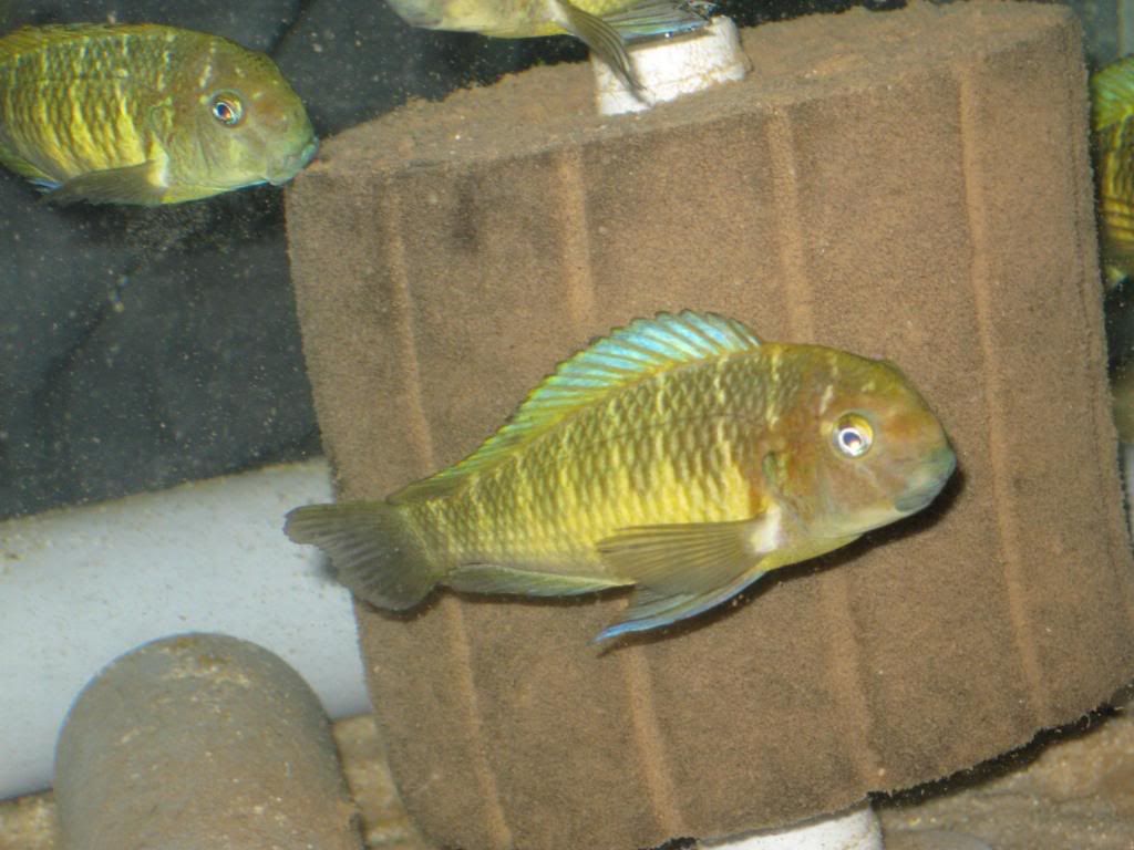 Posible NUEVA VARIEDAD de Tropheus! Novshipment105