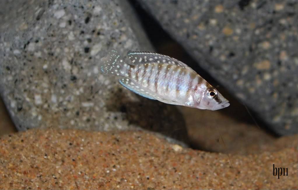 Altolamprologus calvus "white Chaitika" 4a204618