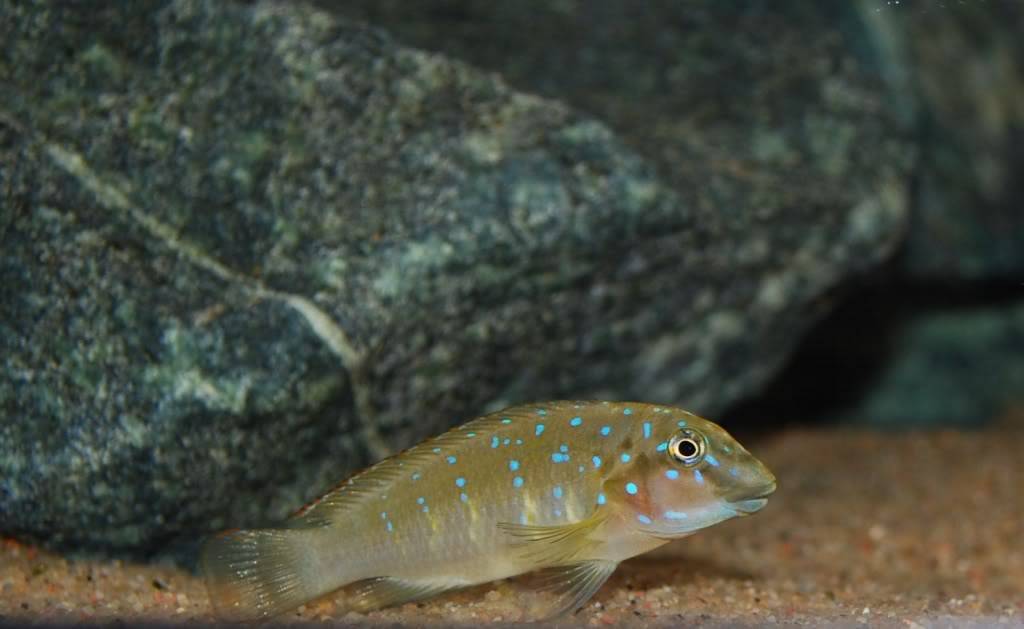 Eretmodus cyanostictus Zambian Blue Spot - Page 2 62b3dfc6