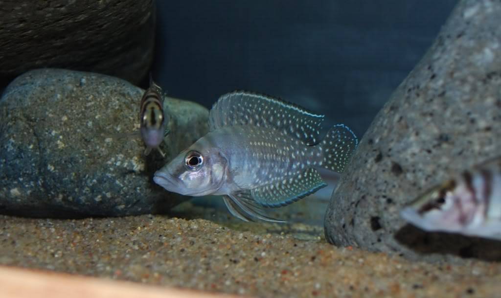 Altolamprologus calvus "white Chaitika" A93398ef