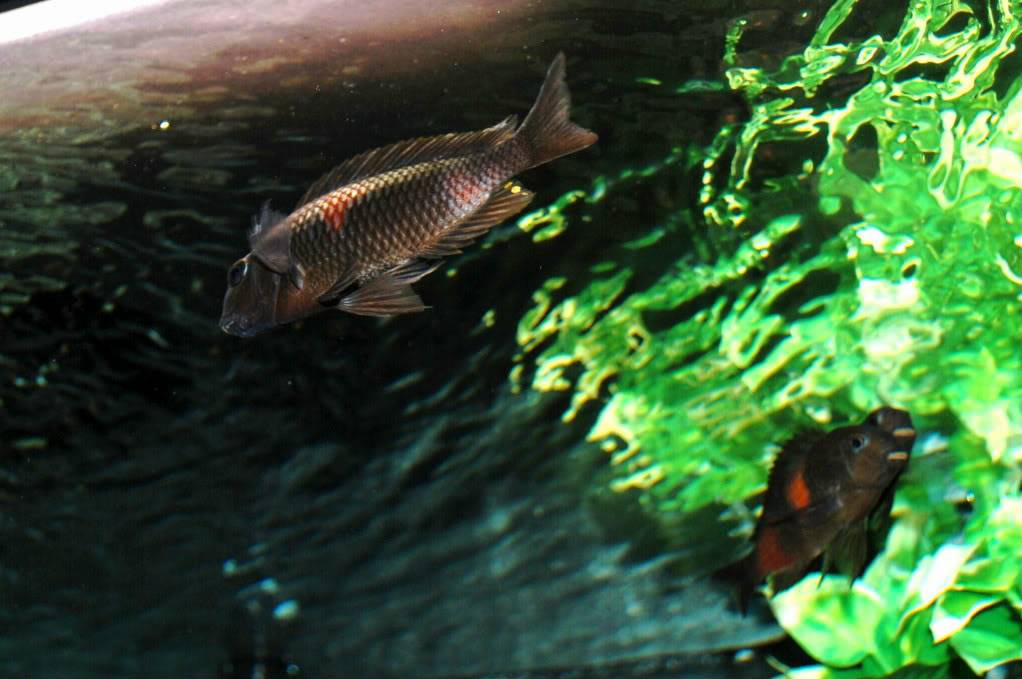 Lots of cherry spots (Tropheus) 23dd5b83