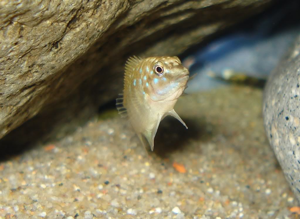 Eretmodus cyanostictus Zambian Blue Spot Ce8d7422