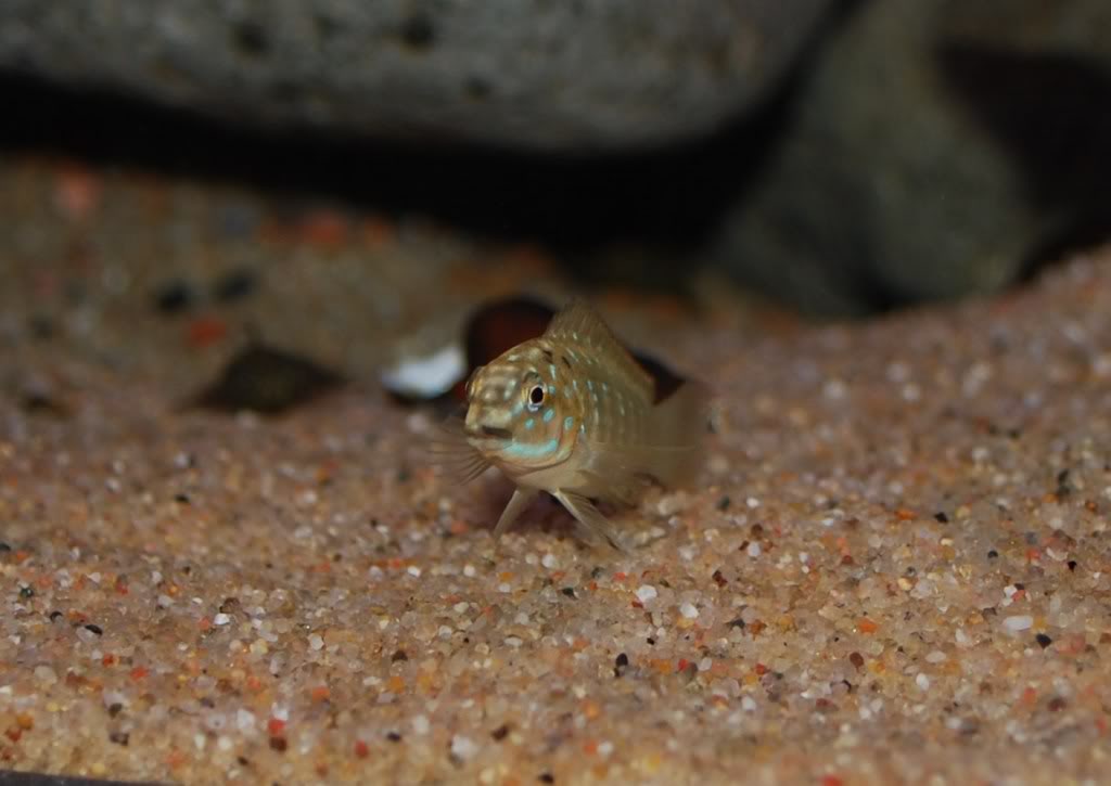 Eretmodus cyanostictus Zambian Blue Spot D7ca7d24