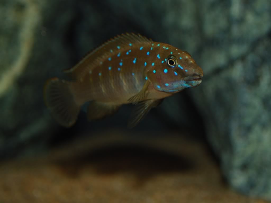 Eretmodus cyanostictus Zambian Blue Spot E40c4723