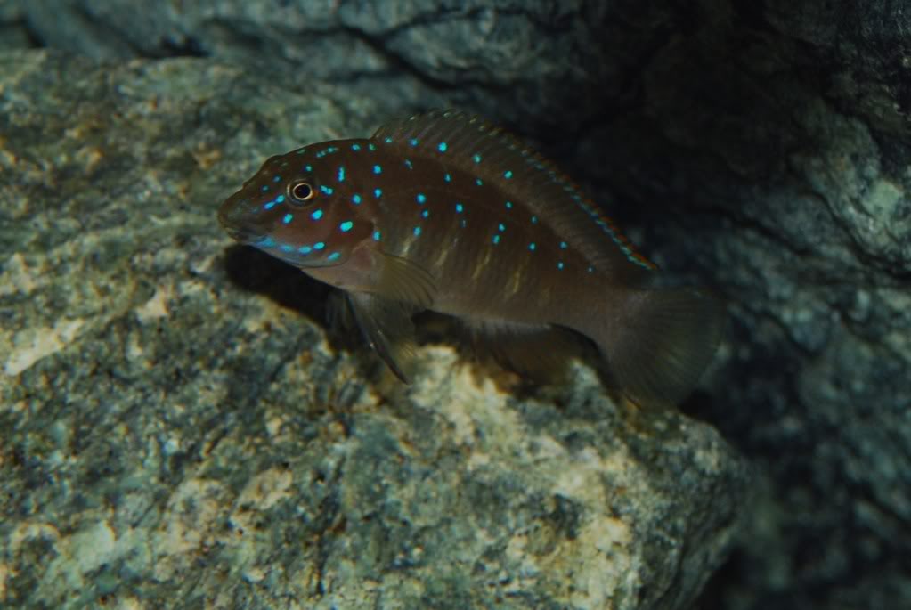 Eretmodus cyanostictus Zambian Blue Spot Ff055069