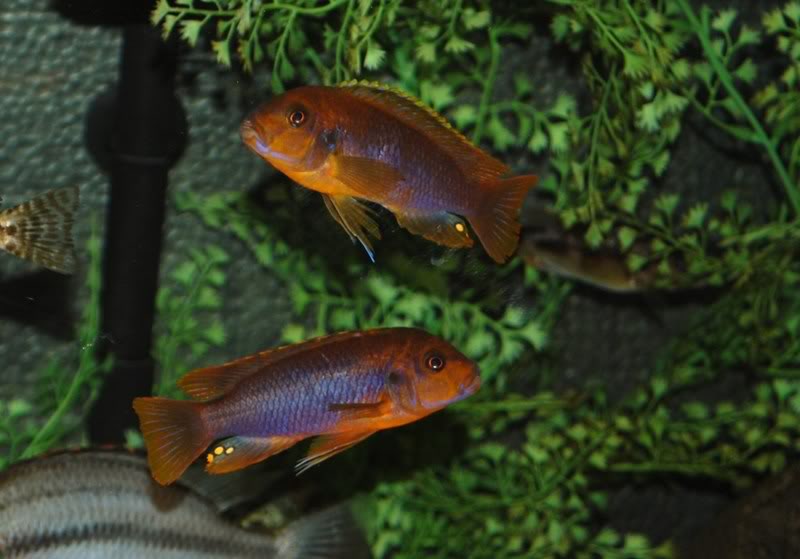 Iodotropheus sprengerae (Rusty cichlid) F25456bc