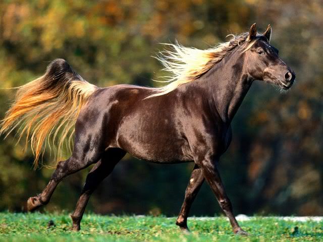 Cheval baie, crinière grise? NobleLocksRockyMountainHorse