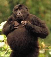 Simbhu Gorilla_1024x768