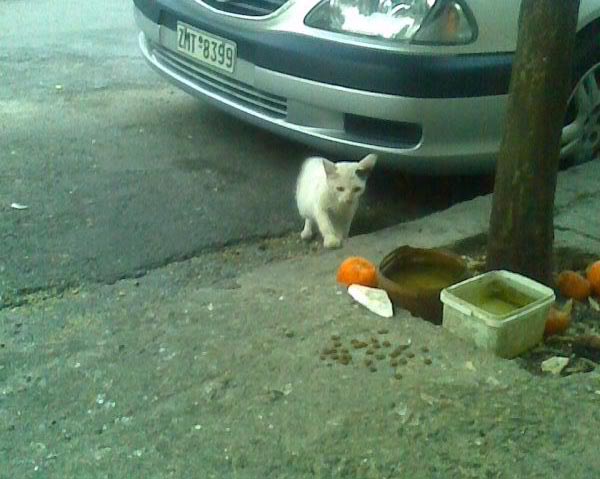 Θέλω να βάλω πιατάκι για τα αδεσποτάκια στην pilotis αλλά...! 0085