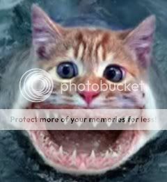 Funny pictures! Catshark