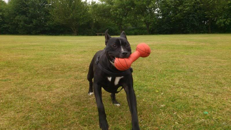 Staffies running shots - Page 2 B111_zps50c57010