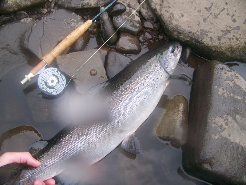 26 inch Atlantic Salmon I caught on my 4wt last July 100_3830