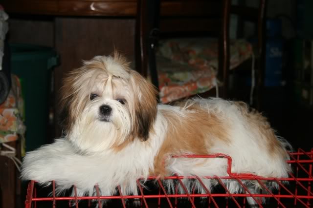 SHIH TZU LOVERS!!! - Page 5 Gucci34-1