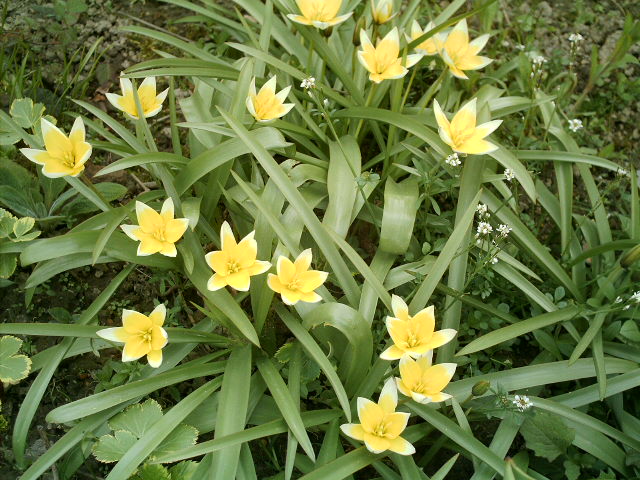 Proljeće Mojeslike_cvijece_priroda-35