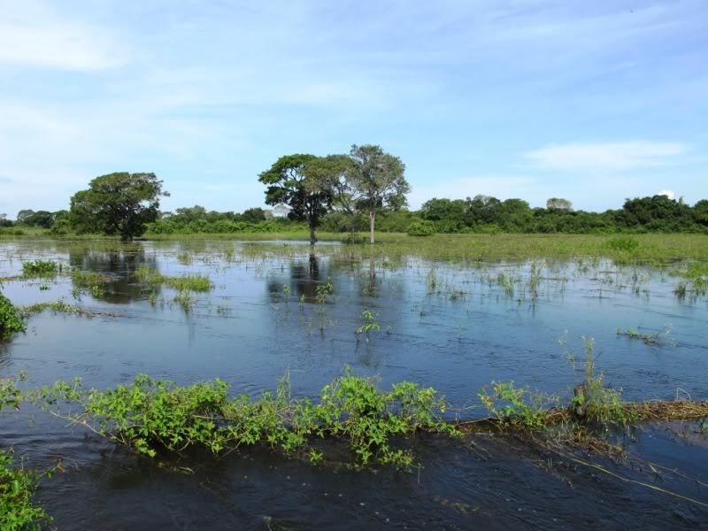 Rodovia Transpantaneira - Pantanal - Brasil Alagado