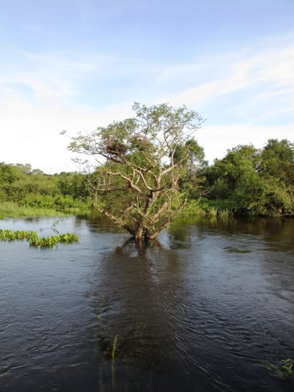 Rodovia Transpantaneira - Pantanal - Brasil Arvore-1