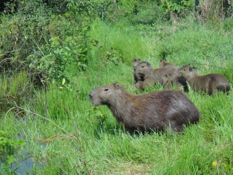 Rodovia Transpantaneira - Pantanal - Brasil Capivara