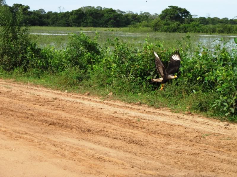 Rodovia Transpantaneira - Pantanal - Brasil Gavio