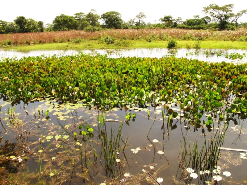 Rodovia Transpantaneira - Pantanal - Brasil Pantanal1