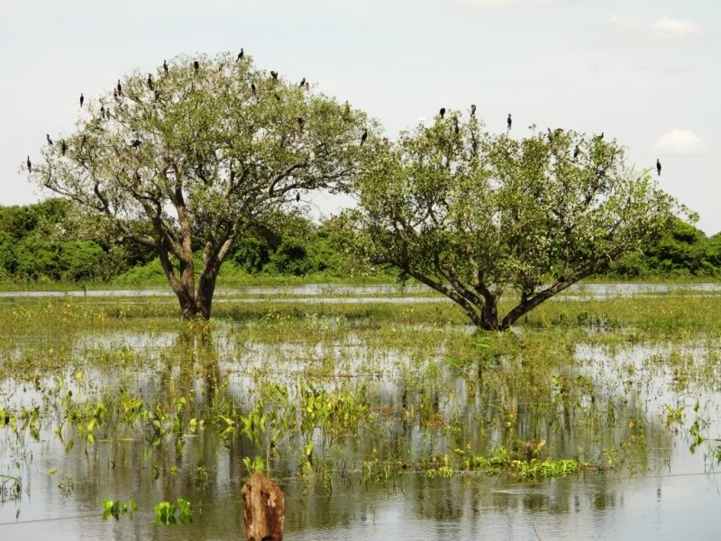 Rodovia Transpantaneira - Pantanal - Brasil Passaros