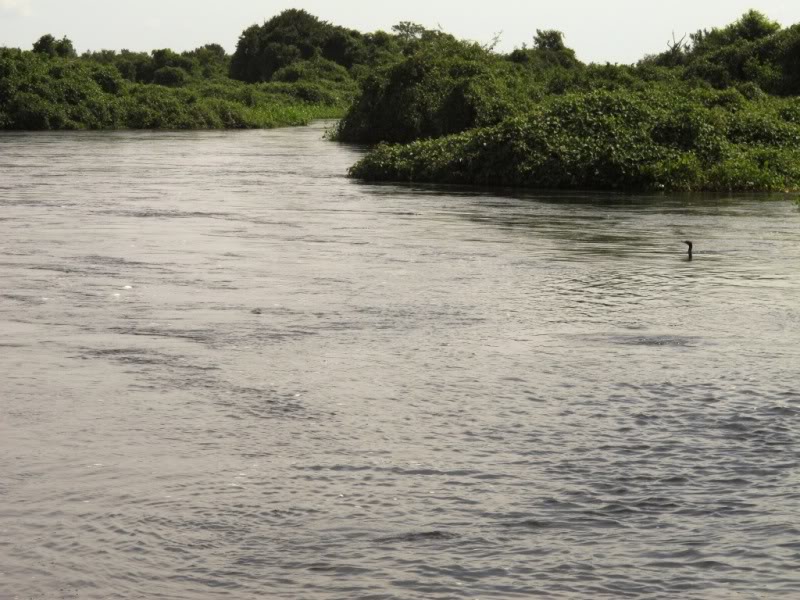 Rodovia Transpantaneira - Pantanal - Brasil Pato