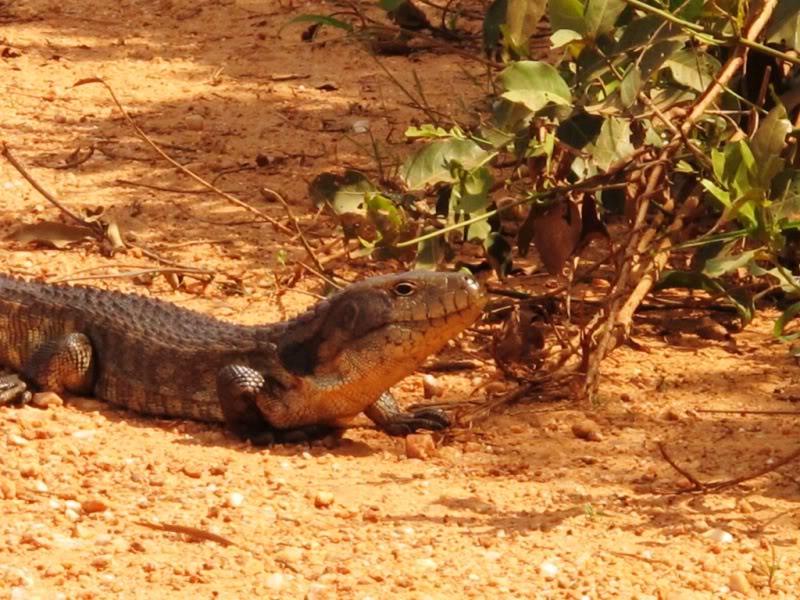 Rodovia Transpantaneira - Pantanal - Brasil Tiu