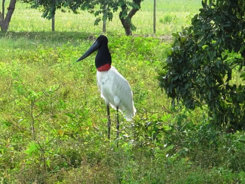 Rodovia Transpantaneira - Pantanal - Brasil Tuiuiu2