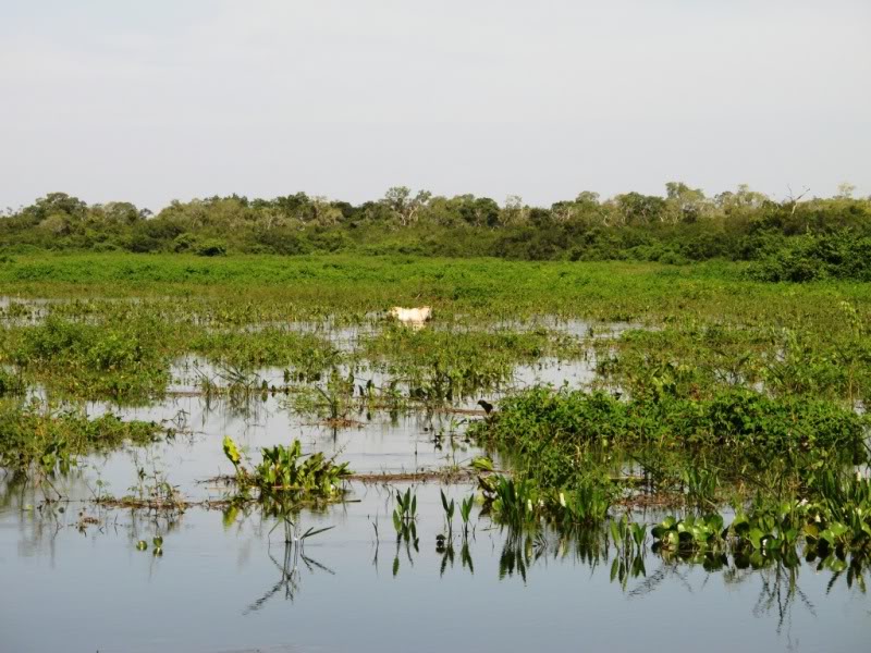 Rodovia Transpantaneira - Pantanal - Brasil Vaca