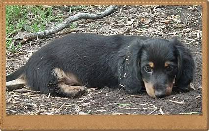 2 blk/tan LH males Dustina9w